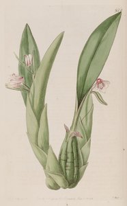 Illustration af Eria rosea